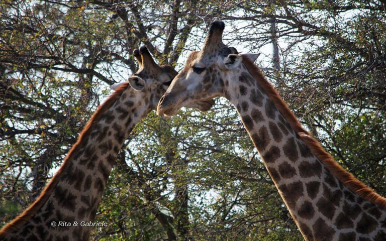 Giraffe-1.jpg