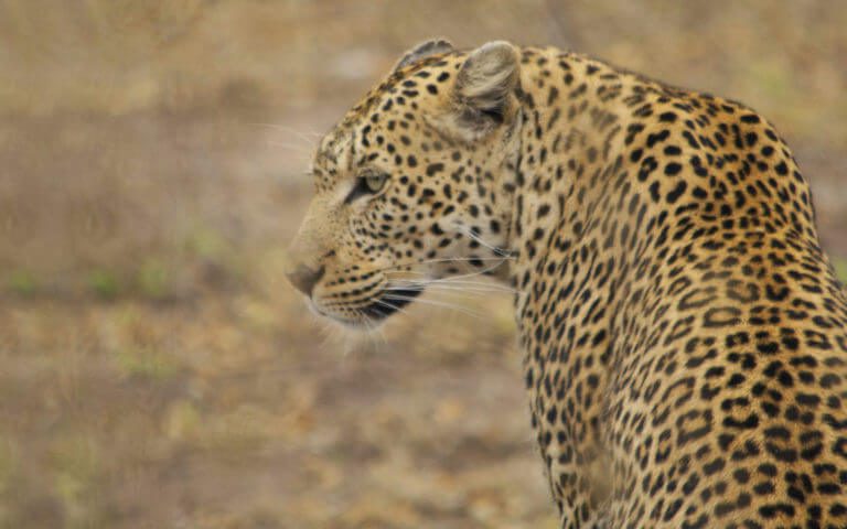 Leopardo-copia-1.jpg