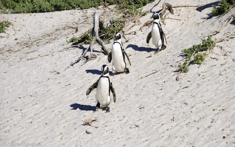 Pinguini2-1.jpg