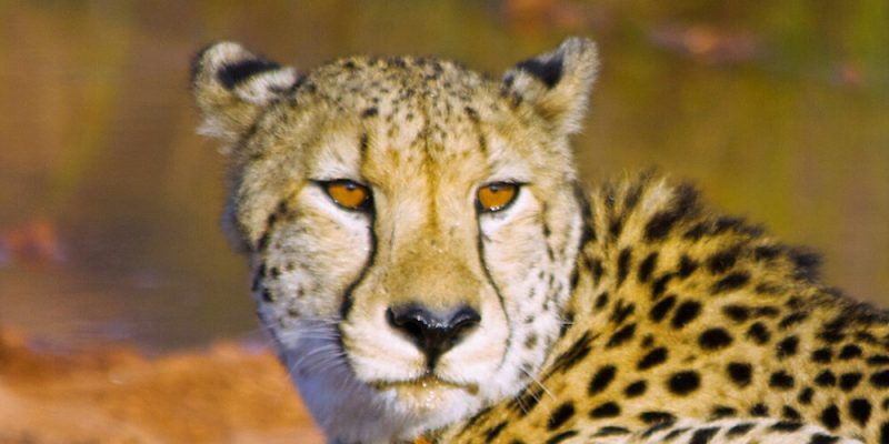 Entabeni-Conservancy.jpg