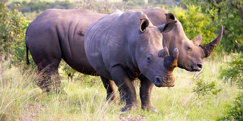 Hulhluwe-imfolozi.jpg