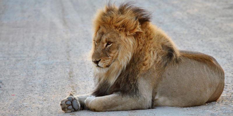 Kgalagadi-Tansfrontier-Park.jpg