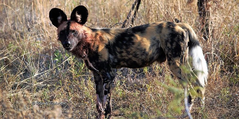 Kruger-National-PArk-1.jpg