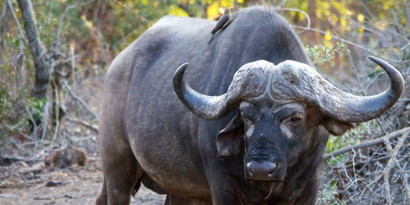 Madikwe.jpg
