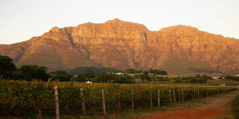 Wineland.jpg