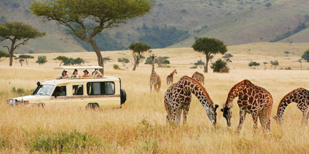 giraffe.png